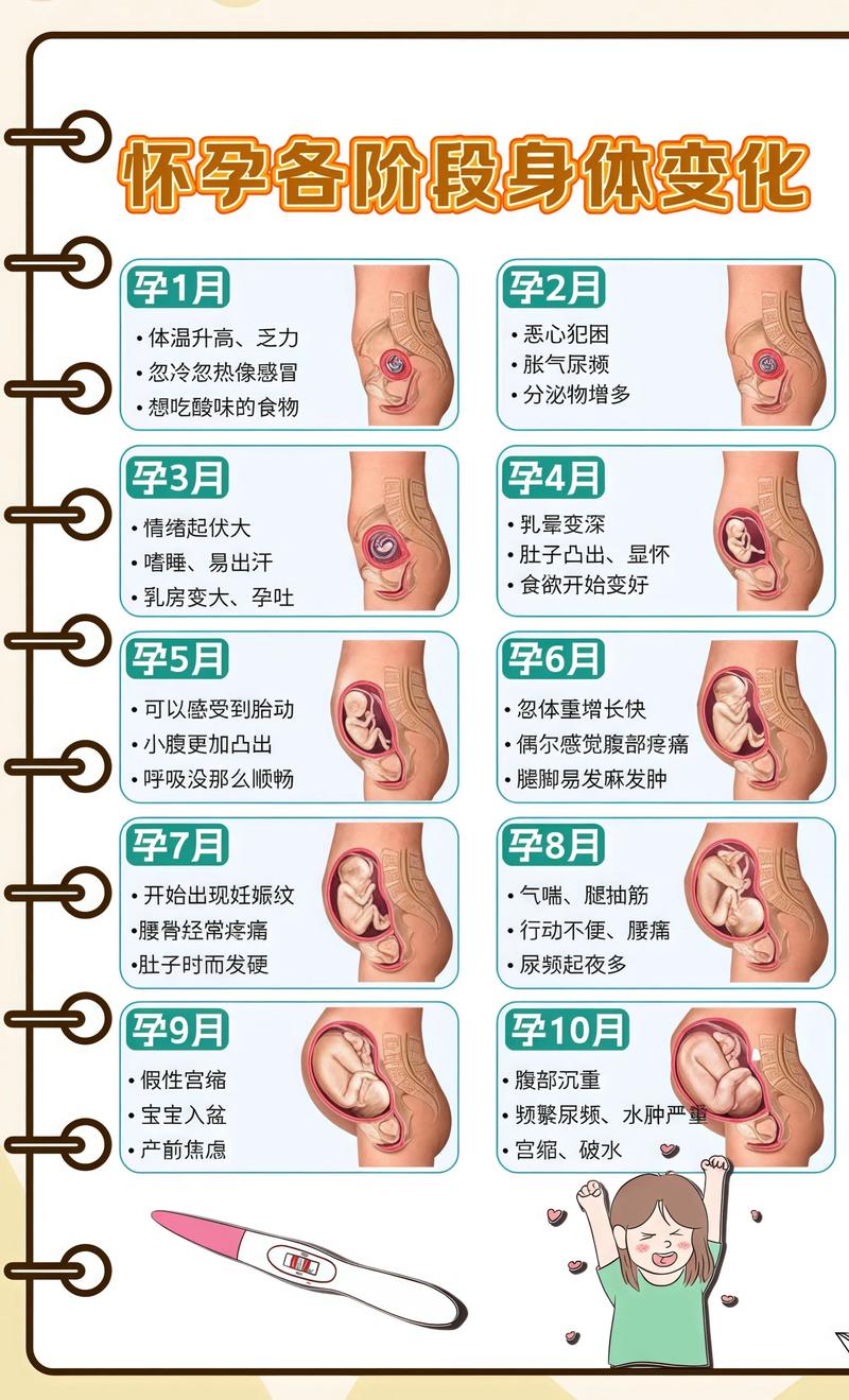 揭秘供卵代孕妈妈怀孕小腹分两节，孕期变化的奥秘滨海代生机构: